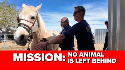 Two men, one in a uniform and one in a blue shirt with "California Veterinary Emergency Team" on the sleeve, guide and examine a light-colored horse outdoors in a fenced area. The sky is clear with a few clouds, and a tree and metal structures are visible in the background. A bold red banner at the bottom of the image contains white and black text that reads: “MISSION: NO ANIMAL IS LEFT BEHIND.”