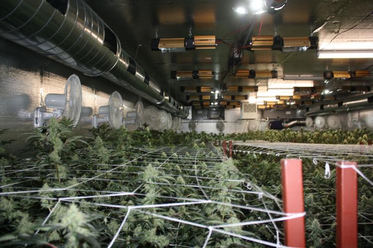 Approximately $5.5M seized in marijuana plants from Hesperia