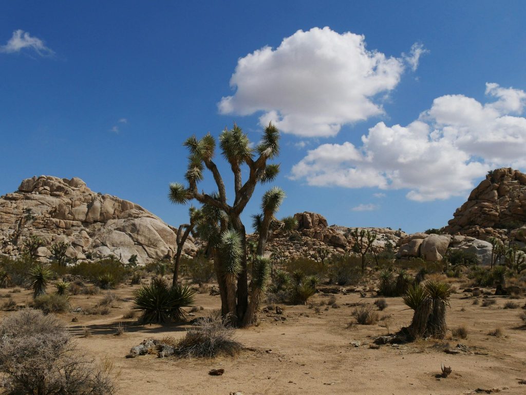 desert