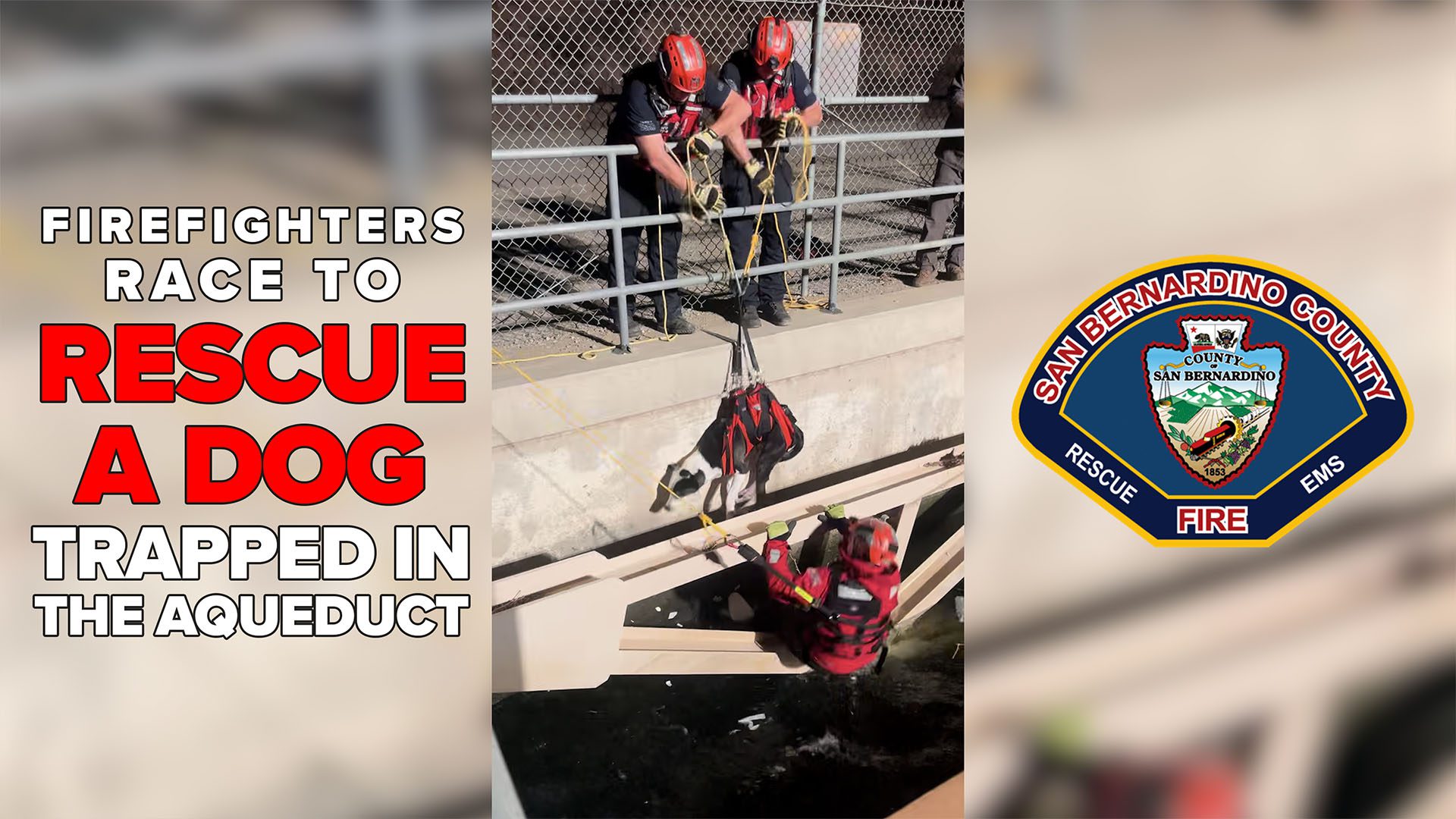 Firefighters rescue a dog trapped in an aqueduct. Two firefighters in helmets pull the dog up with ropes and a harness from the bridge above, while another firefighter in water gear assists from below. Large text on the left reads, “Firefighters race to rescue a dog trapped in the aqueduct.” On the right is the San Bernardino County Fire Department logo.