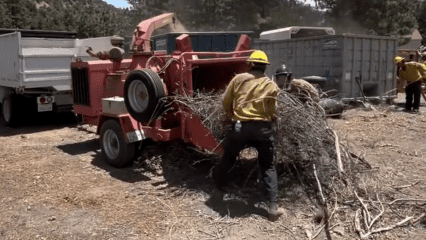 Fire personnel in yellow protective gear and helmets feed a large bundle of dry branches into a red wood chipper during a wildfire prevention effort. The scene takes place in a forested area with trucks and dumpsters in the background. Dust rises as the chipper processes the vegetation, highlighting the active removal of fire hazards.