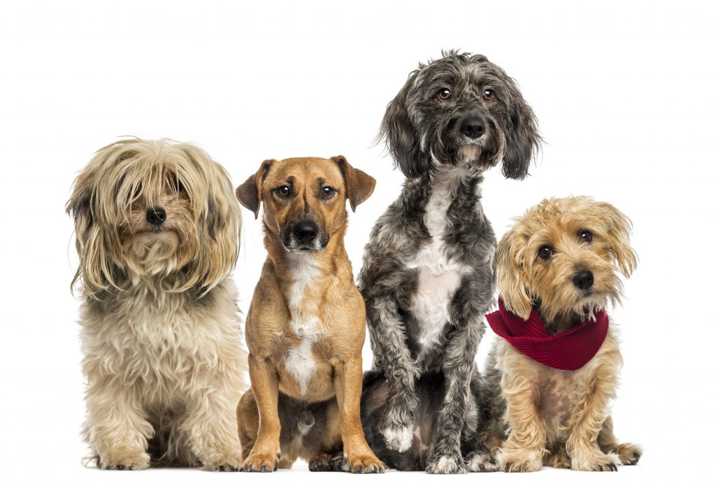 A group of four mixed-breed dogs sitting in a row against a white background. From left to right: a long-haired, shaggy dog with hair covering its eyes; a short-haired brown dog with a white patch on its chest; a curly black and gray dog with a white chest; and a small light brown dog wearing a red scarf, tilting its head slightly to the side. All dogs are facing forward with attentive expressions.