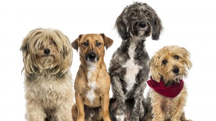 A group of four mixed-breed dogs sitting in a row against a white background. From left to right: a long-haired, shaggy dog with hair covering its eyes; a short-haired brown dog with a white patch on its chest; a curly black and gray dog with a white chest; and a small light brown dog wearing a red scarf, tilting its head slightly to the side. All dogs are facing forward with attentive expressions.